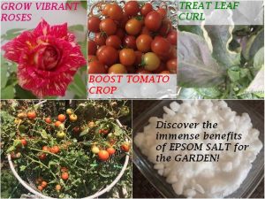 7-benefits-using-epsom-salt-benefits-plants-natural-fertilizer