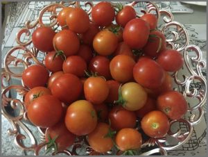 healthy big tomatoes sprayed with epsom salt