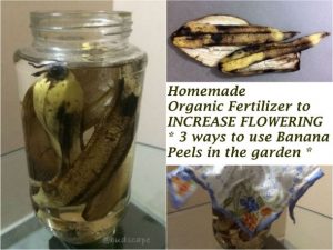 homemade organic fertilizer banana peels