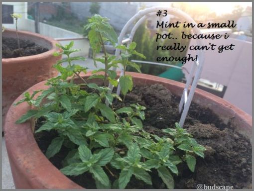 GROW MINT IN POT