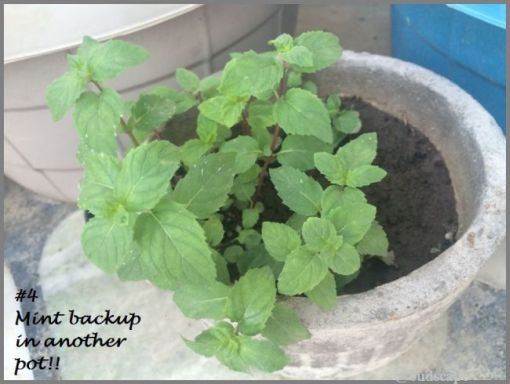 GROW MINT IN POT