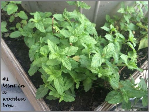 grow mint at home