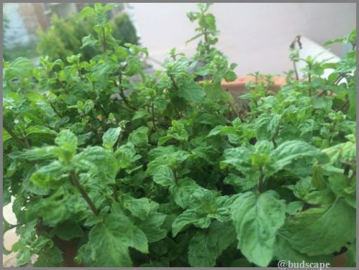 GROW MINT IN POT