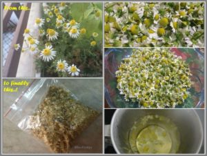 CHAMOMILE TEA BENEFITS