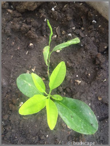 grow-lemon-plant-from-cutting
