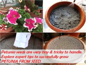 GROW PETUNIA FROM SEED - SOW PETUNIA SEEDS