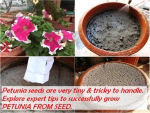 GROW PETUNIA FROM SEED - SOW PETUNIA SEEDS SMALL