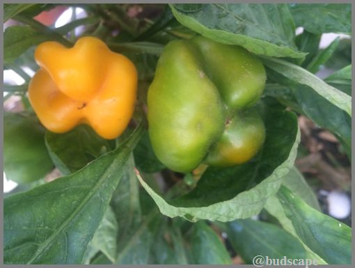 growing-bell-peppers-yellow-capsicum-in-containers