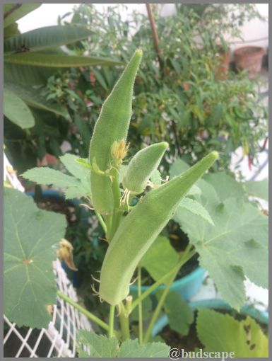 growing-lady-finger-bhindi-in-pots