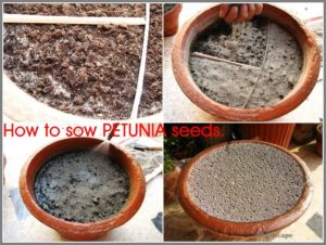 HOW TO SOW PETUNIA SEEDS