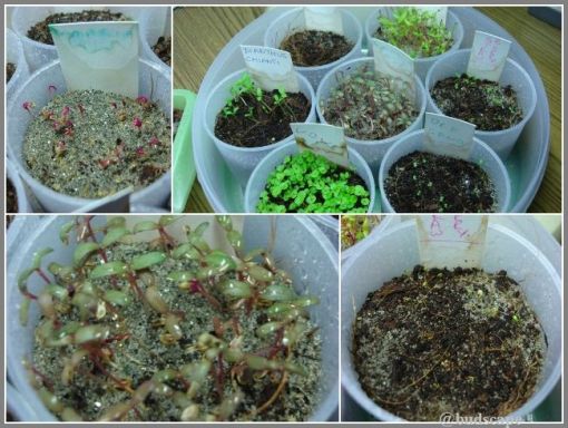 SEED SOWING METHODS