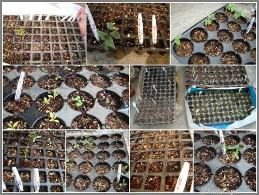 SOW SEEDS IN SEED TRAYS