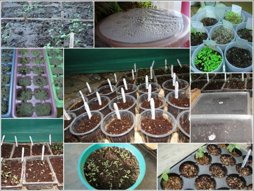 GROW FLOWERS FROM SEED
