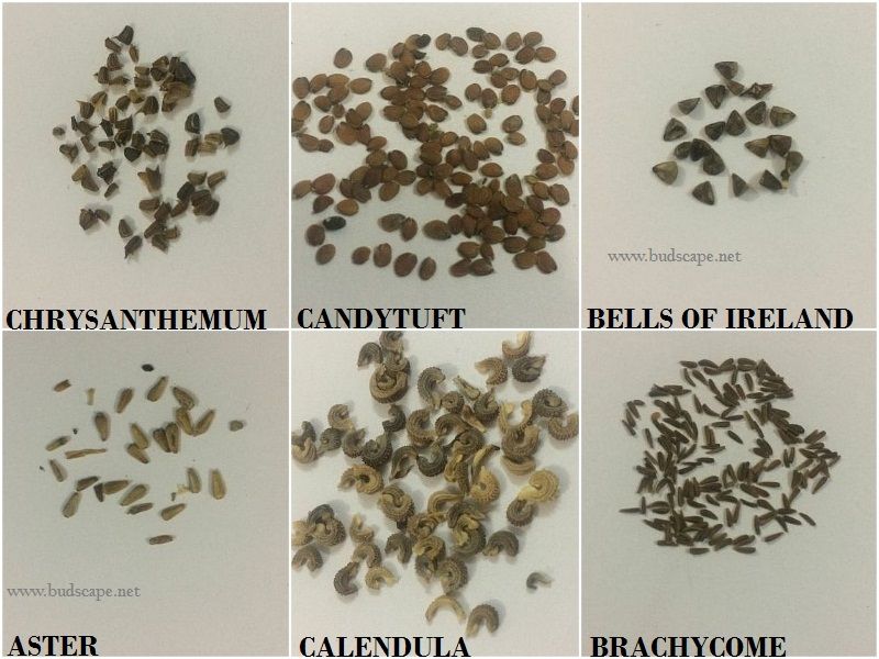 Seedling Identification Chart