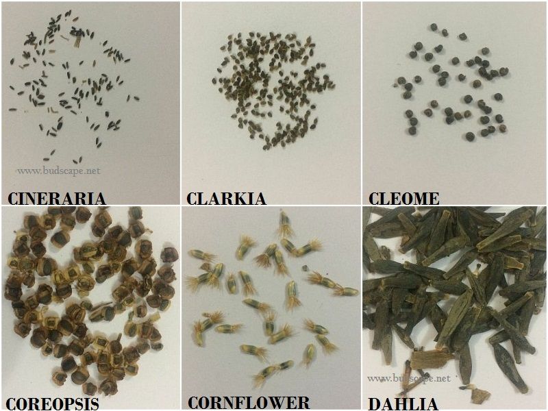 Seedling Identification Chart