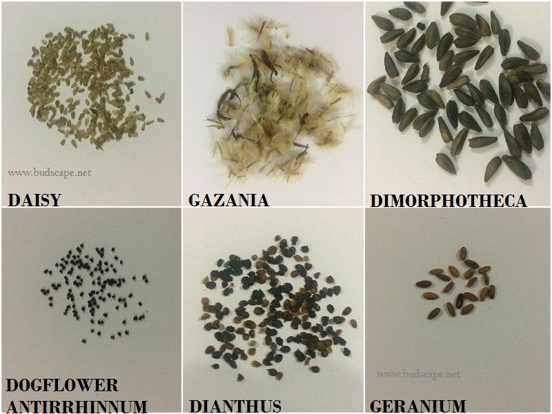 Seedling Identification Chart