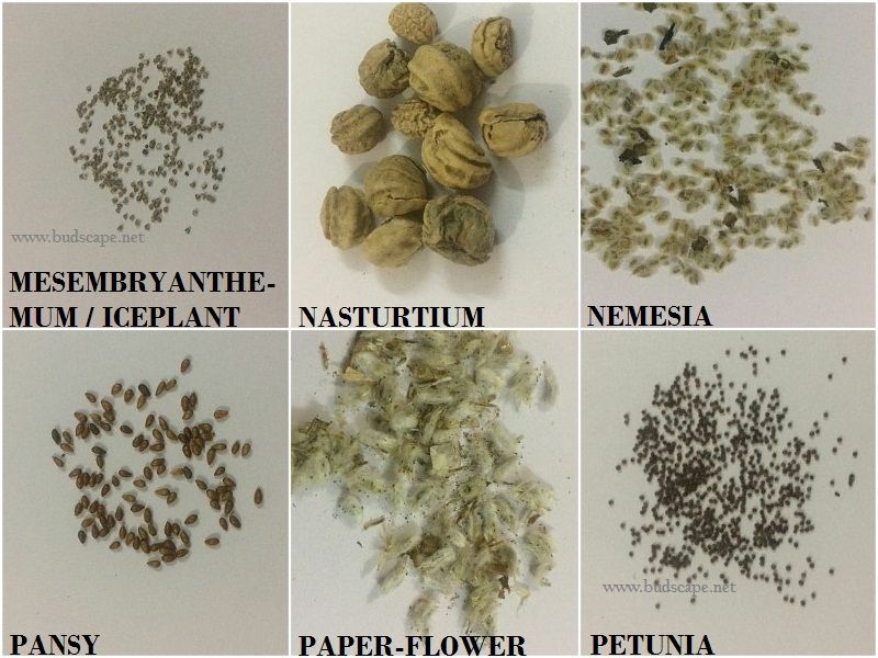 Seed Identification Chart