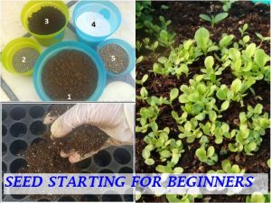 HOW TO START SEEDS EASY WAYS