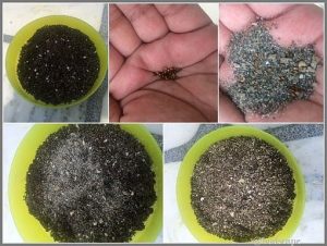 START SEEDS IN PLASTIC POTS