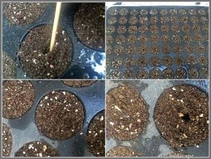 START SEEDS IN SEED TRAYS