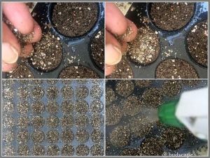 START SEEDS IN SEED TRAYS