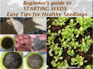 easy way start seeds healthy seedlings