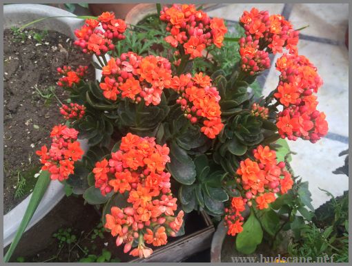 CALANDIVA DOUBLE KALANCHOE