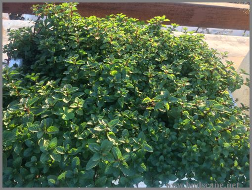 GROWING MINT PUDINA IN WINTERS