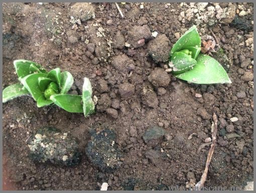 HYACINTH FROM BULBS IN SOIL