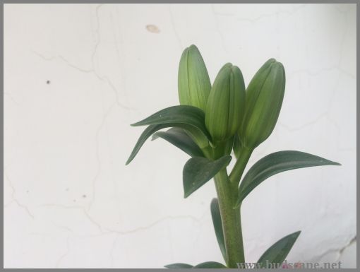 LILIUM BUDS