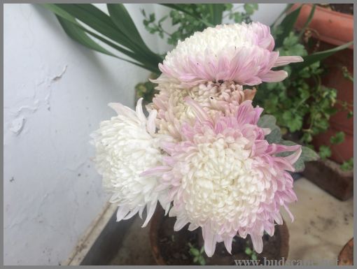 WHITE CHRYSANTHEMUMS