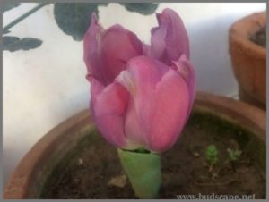 GROWING TULIPS IN DELHI