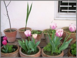 GROWING TULIPS IN POTS