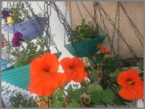 NASTURTIUM IN HANGING BASKETS