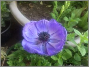 PURPLE ANEMONE