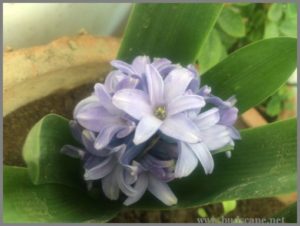 PURPLE HYACINTH