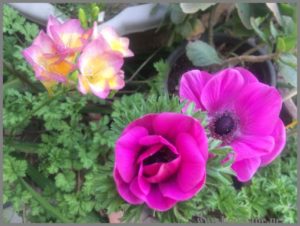 SCENTED FREESIA ANEMONE