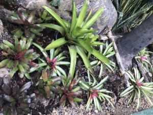 BROMELIADS GROWING NATURALLY