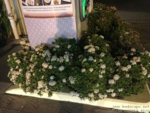 DWARF IXORA BUSH WHITE