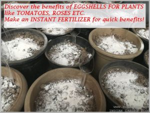 EGGSHELLS FOR PLANTS - ORGANIC FERTILIZER FOR ROSES SEEDS