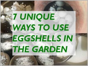 EGGSHELLS FOR PLANTS - UNIQUE WAYS TO USE EGGSHELLS IN THE GARDEN