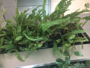 GROWING FERNS IN VERTICAL GARDEN INDOORS