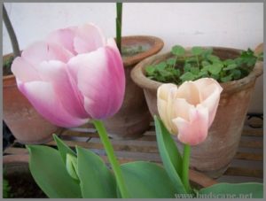 HOW TO GROW TULIP FLOWERS IN INDIA