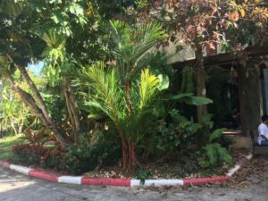 LIPSTICK PALM WITH RED STUMP