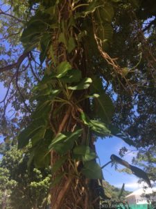 MONEY PLANT ON TREES