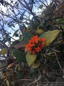 ORANGE FLOWER THAILAND