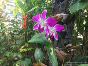 ORCHIDS GROWING IN TREE POCKETS