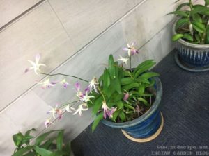 ORCHIDS IN POTS THAILAND