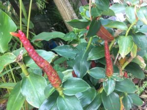 PINECONE GINGER SHAMPOO PLANT ZINGIBER ZERUMBET THAILAND