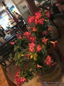 PINK ADENIUM FLOWERS IN POT